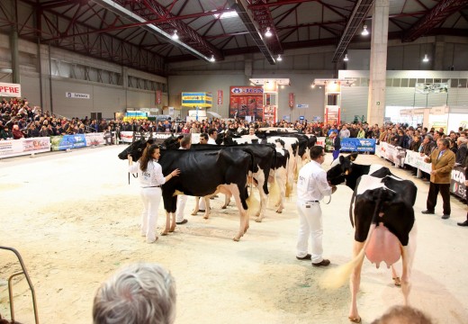 Un centenar de exemplares de vacún frisón de alta xenética participarán no Concurso Autonómico desta raza na feira Abanca Semana Verde 2016